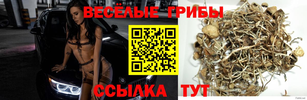 Псилоцибиновые грибы Cubensis Кропоткин